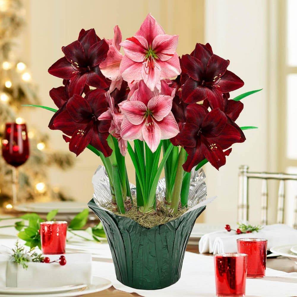 Gardens Alive! 9 in. Pot Festival Red and Pink Flowering Amaryllis (Hippaestrum) 3 Bulb Holiday Gift Kit - Product image 1