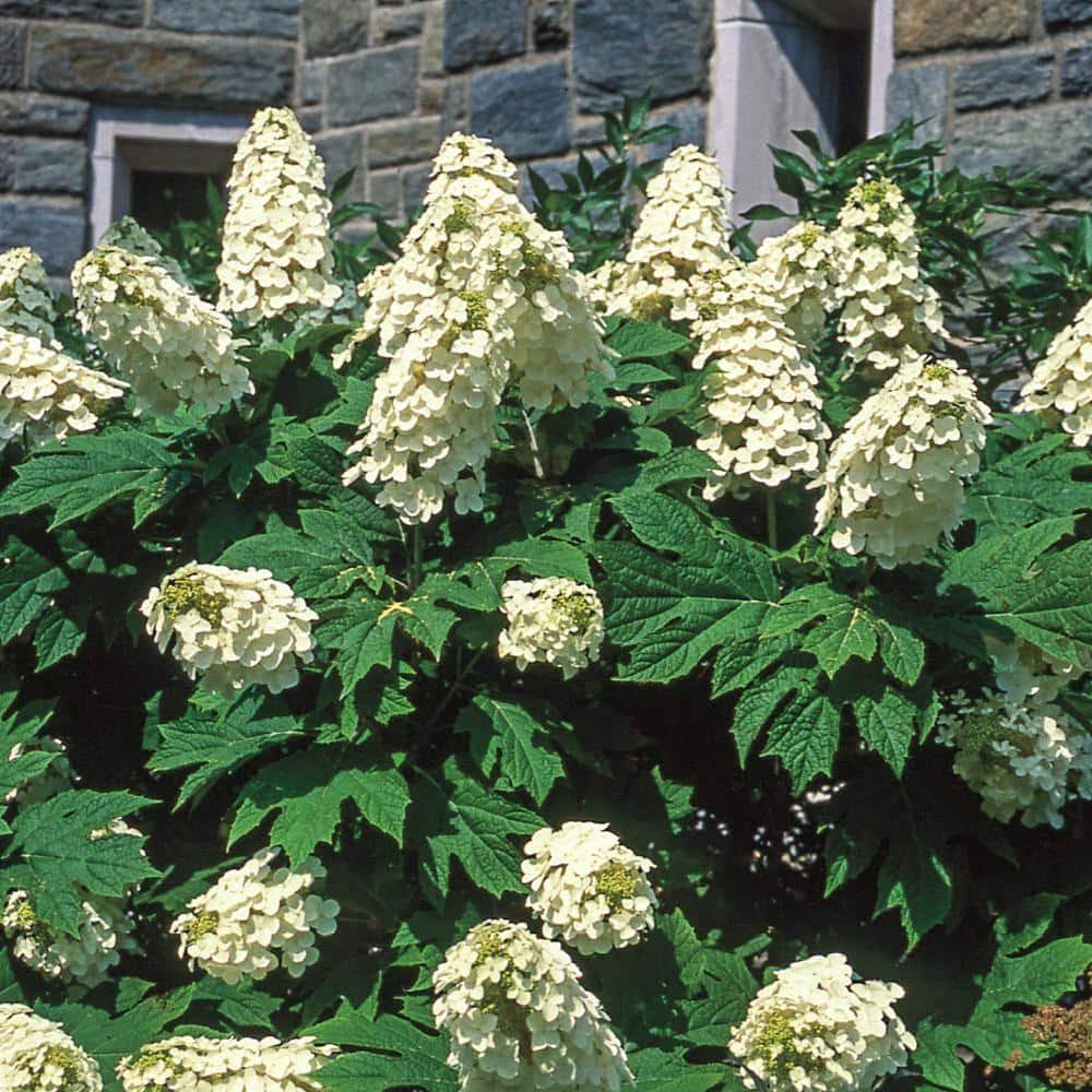 Gurney's Seed and Nursery Snow Queen Oakleaf Hydrangea White Flowering Shrub in 1 Pack Bare Root - 88985 - Product image 1