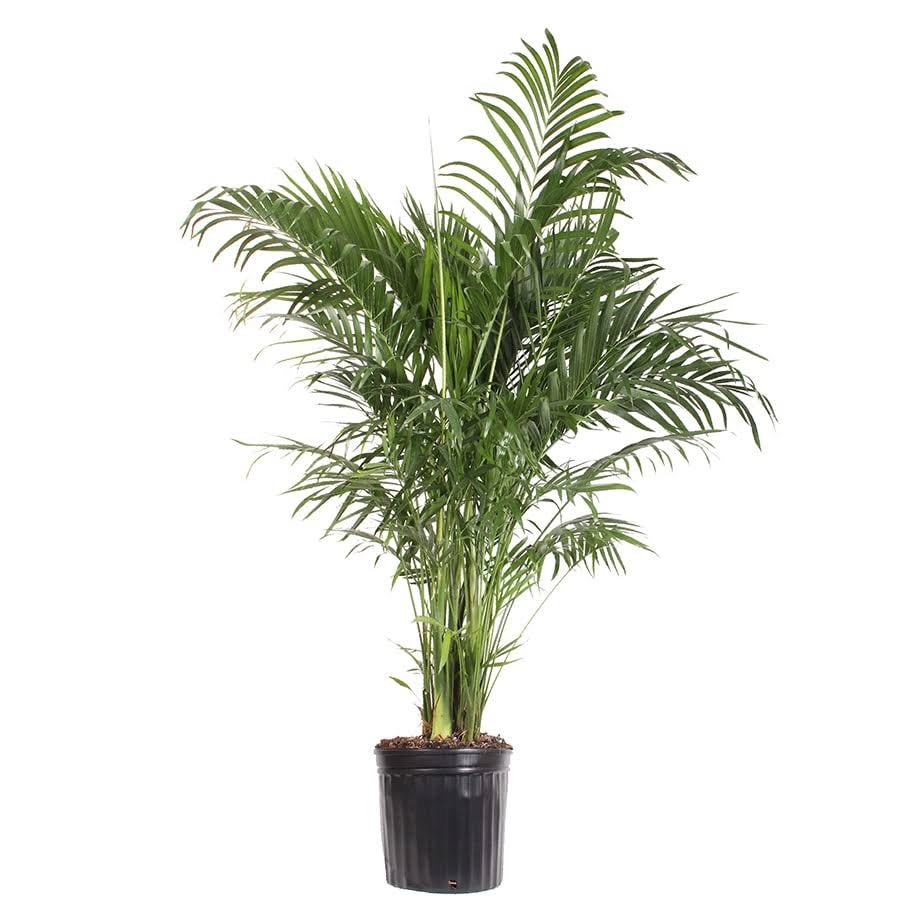 Lowe's Palm House Plant - Nursery - Product image 1