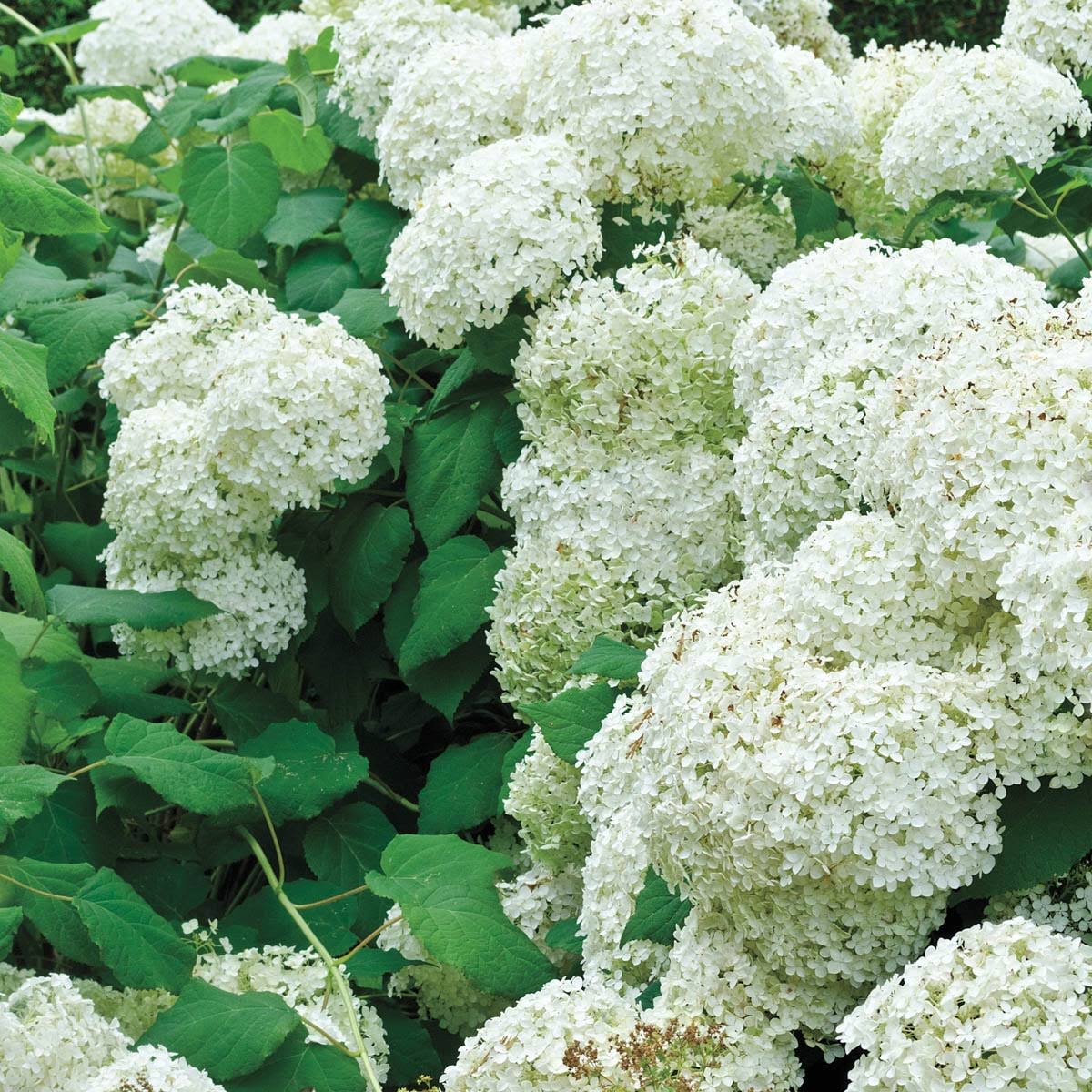 Gurney's Seed and Nursery White Flowering Snowball Bush Viburnum Foundation/Hedge Shrub in 1-Quart Pot - Product image 1